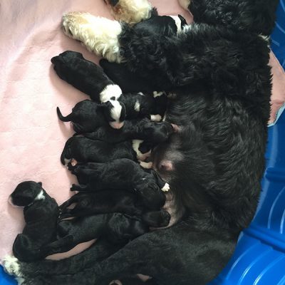 black and white mama dog nursing her puppies. Mama dog has 10 black and white puppies