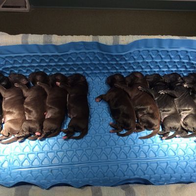 10 newly delivered puppies laying down side by side on blue mat