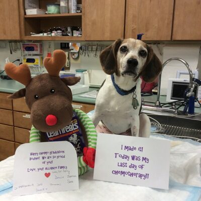 white and brown Beagle on last day of chemotherapy. Dog is sitting in office on table next to a reindeer stuffed animal.