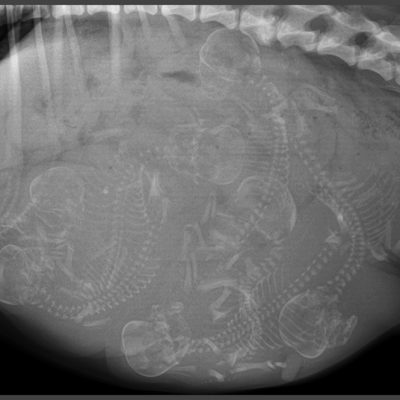 x-ray of dog pregnant with puppies.