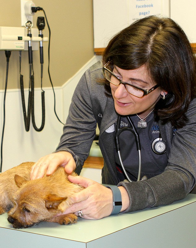 Dr. Gray looking at small tan dog in exam room