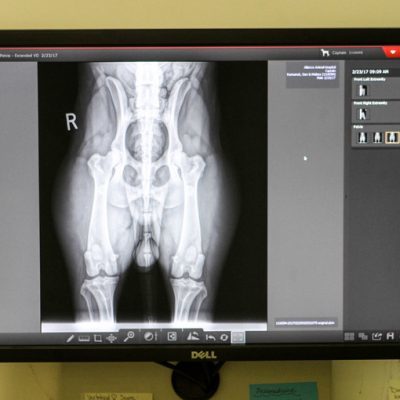 x-ray on screen in office. X-ray is a picture of hips of animal