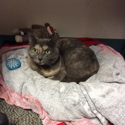 Cat named Birdie. Cat is grey and tan with green eyes. Birdie is sitting curled up in a bed made out of a towel. monkey toy is in the background