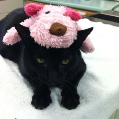 Black cat with green eyes laying down on table. Cat has a pink stuffed dog toy sitting on head