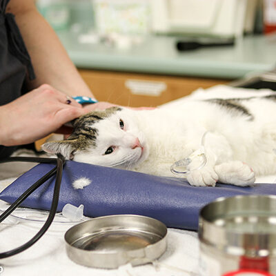 Cat being comforted before procedure.
